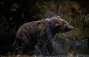 brown bear in the lake