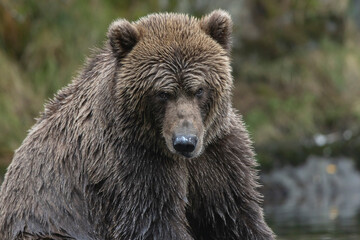brown bear portrait