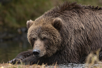 brown bear portrait