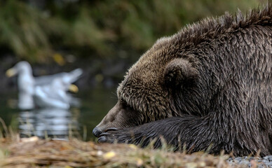 brown bear resting