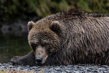 brown bear portrait