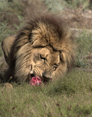 A lion feeding on meat
