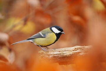 Obraz premium Artistic photo of a great tit. Parus major. Autumn scene with a titmouse. 