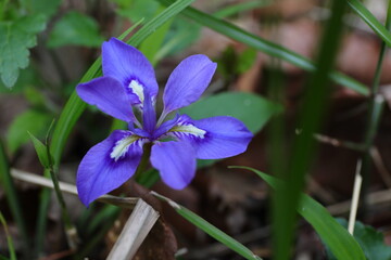 エヒメアヤメの花