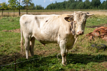 Holstein bull outdoors grazing at farm