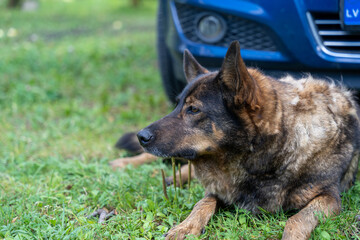 Obraz premium Old German Shepherd type a dog laying in green grass