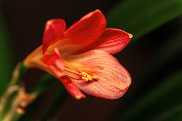 floral background of blooming clivia close up