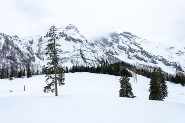 A serene winter landscape with snowy mountains and evergreen trees.