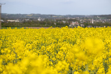 Obraz premium Rapeseed field with a view of Menden Sauerland