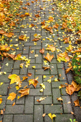 Ein Gehweg mit butem Laub im Herbst