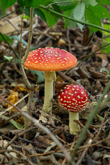 fly agaric mushroom in forest