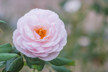 薔薇　イングリッシュ・ヘリテージ