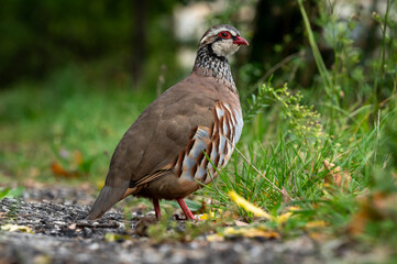 Red-legged Partridge