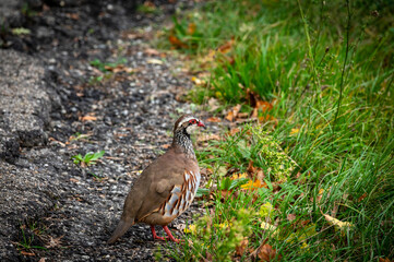 Red-legged Partridge