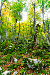 Beautiful and mystical forest with a beautiful light coming through the branches and the ground covered by ferns and moss