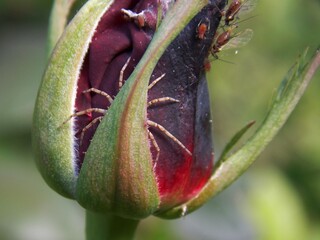 a little spider hidden in a rosebud