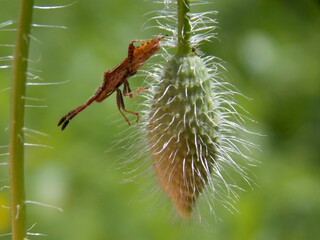 a bug on a poppy bud