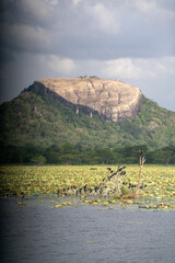 A serene view of a rocky hill above a lily-covered lake.
