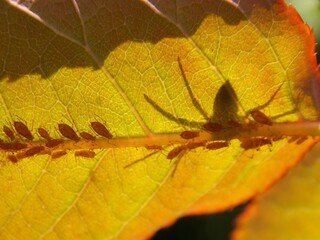 the shadow of a spider and a bugs on a leaf