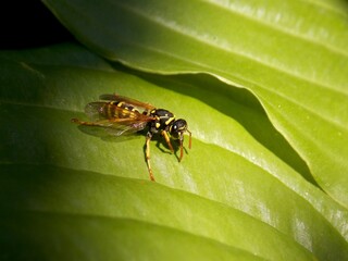 wasp on a green leaf