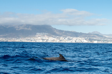Fototapeta premium Pilot whales at the ocean surface near Tenerife, Canary Islands, Spain