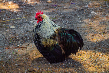 Colorful Rooster in the park. Clicked at Peeku Park, Yercaud, India