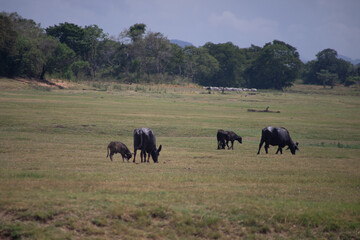 Fototapeta premium Water buffalo grazing in a vast, open field under a cloudy sky.