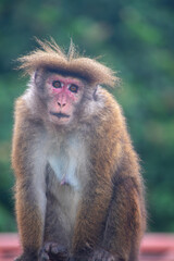A curious monkey with shaggy fur observes its surroundings.