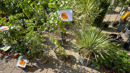 Potted citrus trees and various plants displayed outdoors at a nursery illustrate sustainable...