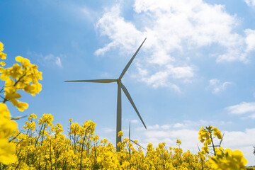 Wind park in the landscape of rapeseed fields. Bio fuel and green energy concept.