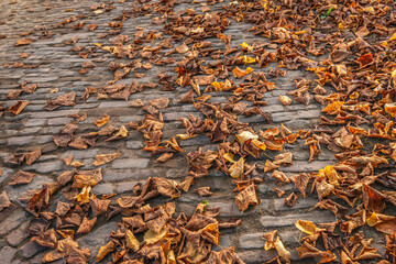 Fallen tree leaves on historic pavement. It is autumn in the Netherlands.