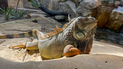 A green iguana basks in sunlit rocks, showcasing adaptation and resilience, symbolizing nature's...
