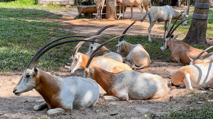 A herd of Scimitar Oryx rests under the shade in a wildlife reserve, highlighting concepts of...