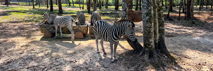 Four zebras stand together in a sunlit forest, depicting wildlife conservation and harmony with...