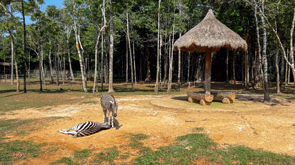 A serene zebra rests on sunlit grass while another stands nearby under a thatched umbrella in a...