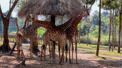 A group of giraffes congregates under a tree canopy in a wildlife park, symbolizing wildlife...