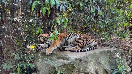A majestic tiger rests peacefully on a large rock in a lush forest, symbolizing wildlife conservation and tranquility