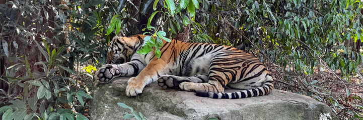 A serene tiger rests on a rock in a lush jungle setting, symbolizing wildlife conservation and World Wildlife Day