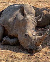 A resting rhinoceros on dry earth symbolizes wildlife conservation and the threat of extinction due...