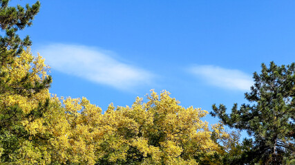 Fototapeta premium Vibrant autumn foliage under a clear blue sky symbolizes the changing seasons and the beauty of nature's transition