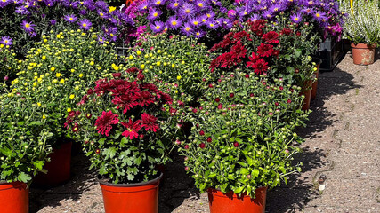 Vibrant chrysanthemums in colorful pots, ideal for fall gardening and perfect for celebrating autumn festivals like Thanksgiving