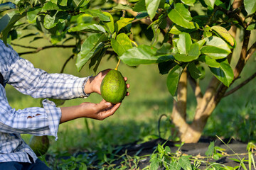 Close up of farmer hand is checking the avocado fruit for ripen and disease blemish during harvest...