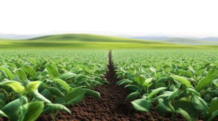 A small seedling emerging from the soil, symbolizing new growth and life in nature