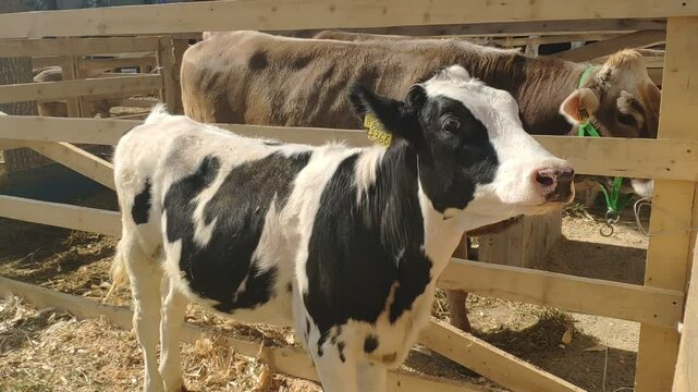 calf lies against the background of the cow stall