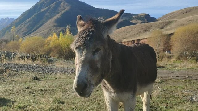 cute donkey standing in the green grass mountain