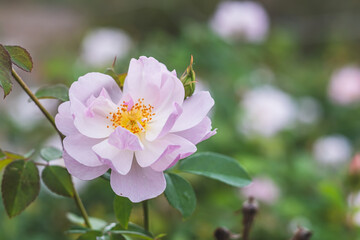 薔薇　スキャボロー・フェア