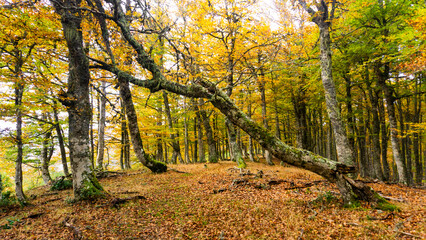 Beech forest with imposing trees and beautiful colors