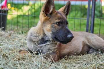 Beautiful gray German Shepherd puppy in a garden on an early summer day in Skaraborg Sweden