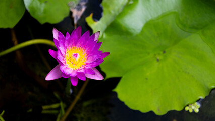 Beautiful lotus flowers with violet Petals and yellow pollen blooming in a pond with green lotus leaves as a background. Used as a background image and has space for adding text.