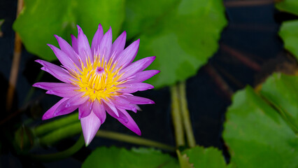 Beautiful lotus flowers with violet Petals and yellow pollen blooming in a pond with green lotus leaves as a background. Used as a background image and has space for adding text.